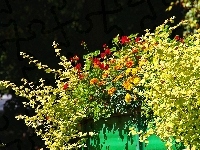 Aksamitki, Kwiaty, Pelargonie