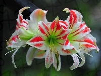 Kwiaty, Amarylis