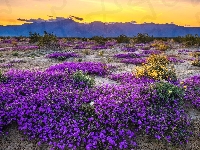 Kwiaty, Kalifornia, Stany Zjednoczone, Góry, Krzewy, Park Stanowy Anza Borrego