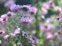 Kwiaty, Jesienne, Aster marcinek