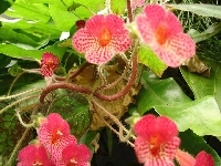 Kwiaty, Begonia