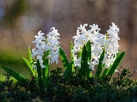 Białe, Kwiaty, Hiacynty