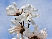 Białe, Kwitnąca, Magnolia, Kwiaty