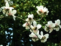 Białej, Kwiaty, Magnolii