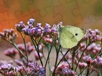 Kwiaty, Motyl, Bielinek, Owad