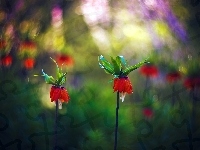 Bokeh, Kwiaty, Art