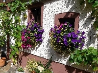 Kwiaty, Dom, Ściana, Petunie