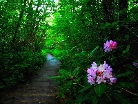 Kwiaty, Las, Ścieżka, Rododendron