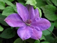 Kwiaty, Clematis