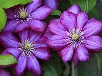 Kwiaty, Clematis