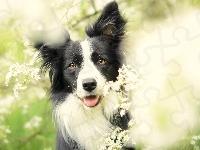 Kwiaty, Border Collie, Łąka