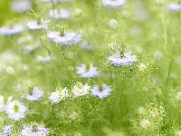 Kwiaty, Czarnuszka
