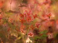 Czerwone, Epimedium, Drobne, Kwiaty