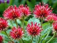 Kwiaty, Igiełkowe, Czerwone