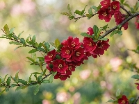 Gałązki, Kwiaty, Czerwone, Pigwowiec, Listki