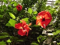 Kwiaty, Piękne, Czerwone, Hibiskus