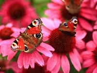 Kwiaty, Pawik Rusałka, Jeżówki, Czerwone, Motyle