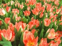 Czerwone, Kwiaty, Tulipany