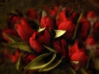 Tulipany, Czerwone, Kwiaty