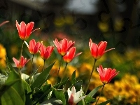 Czerwone, Kwiaty, Tulipany