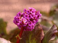 Fioletowe, Kwiaty, Drobne, Zbliżenie, Bergenia