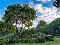 Kwiaty, Park, Drzewa, Krzewy
