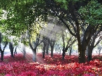 Kwiaty, Słoneczne, Park, Drzewa, Promienie
