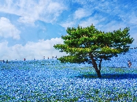 Hitachinaka, Japonia, Hitachi Seaside Park, Niebieskie, Kwiaty, Drzewo, Łąka, Porcelanki Menziesa