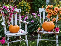 Dynie, Dwa, Krzesła, Kwiaty