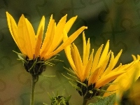 Kwiaty, Żółte, Dziki Słonecznik