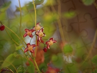 Kwiaty, Czerwone, Epimedium