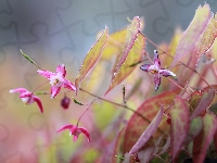 Kwiaty, Różowe, Epimedium