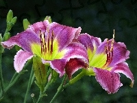 Fioletowe, Kwiaty, Lilie