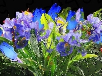 Kwiaty, Niebieskie, Fioletowe, Fractalius
