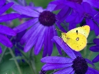 Żółty, Fioletowe, Kwiaty, Motyl