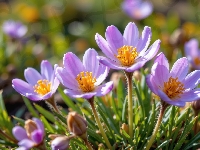 Kwiaty, Rozkwitające, Fioletowe