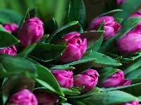 Fioletowe, Kwiaty, Tulipany