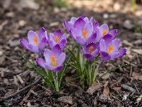 Krokusy, Kwiaty, Fioletowe, Kora, Ziemia