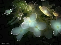 Kwiaty, Fractalius