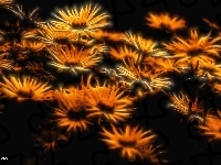 Kwiaty, Fractalius