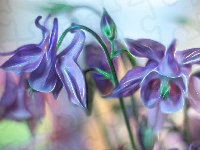 Fractalius, Liliowe, Orliki, Kwiaty