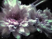 Kwiaty, Fractalius