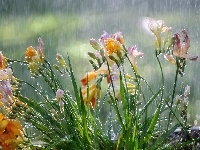 Frezje, Kwiaty, Deszcz