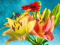 Gerbera, Kwiaty, Lilie
