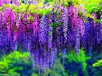 Kwiaty, Glicynia