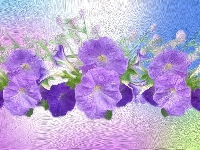 Grafika, Petunia ogrodowa, Kwiaty