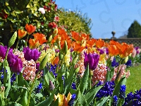Tulipany, Kwiaty, Hiacynty, Wiosna, Ogród