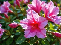 Kwiaty, Różowe, Hibiskus