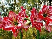 Hippeastrum, Kwiaty, Zwartnica