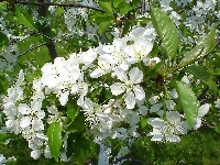Jabłoni, Kwiaty, Białe